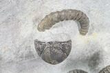 Multiple Devonian Ammonites (Anetoceras) on Rock - Morocco #87255-5